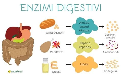 Infografica sui benefici dei probiotici e degli enzimi digestivi