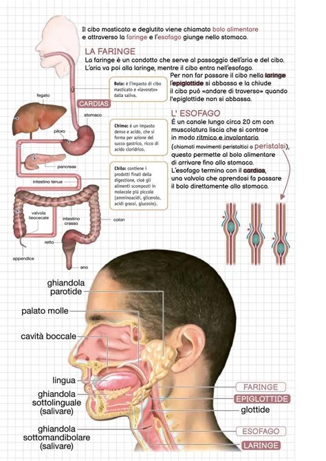Schema dell'apparato digerente con evidenziate esofago e stomaco