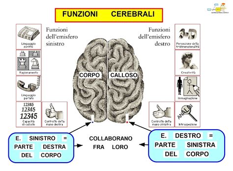 Schema delle funzioni cerebrali supportate da Acutil Fosforo