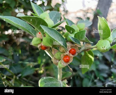 Pianta di Ashwagandha