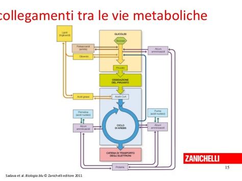Schematizzazione delle vie metaboliche del NAD+