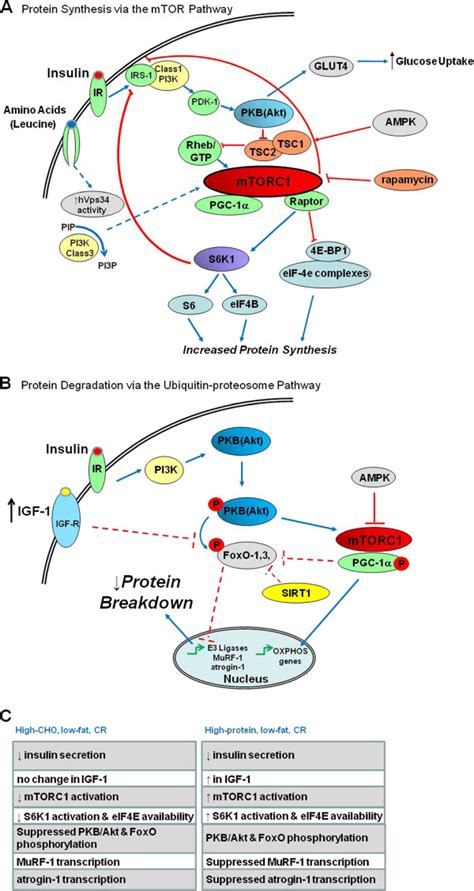 Schematic representation of muscle protein synthesis pathway activated by leucine