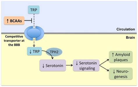Diagram showing the competition between BCAA and Tryptophan for brain entry