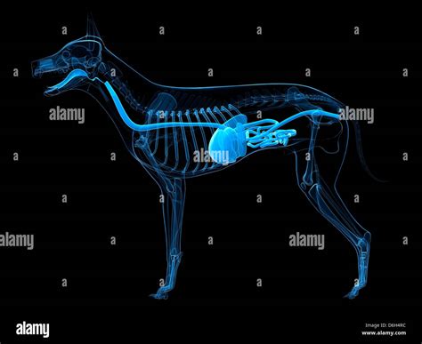 Schema del sistema digestivo di un cane