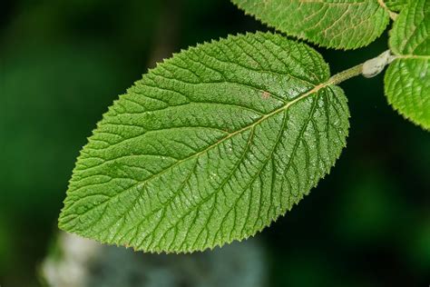 Foglie di Viburnum Lantana