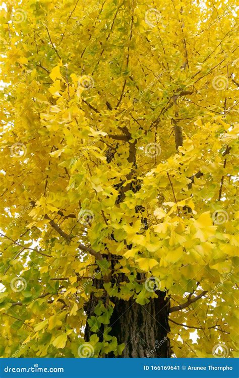 Albero di Ginkgo Biloba in autunno con foglie gialle