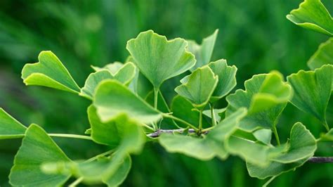 Schema dei benefici del Ginkgo Biloba per la salute