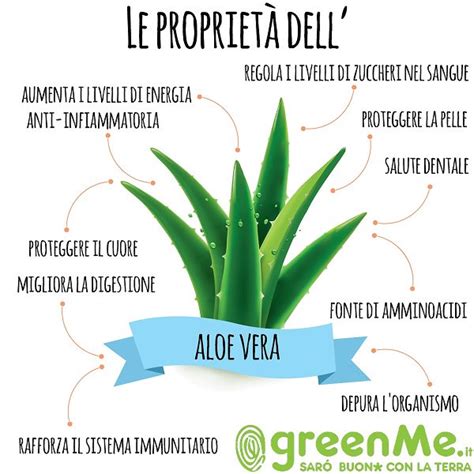 Infografica sui benefici dell'Aloe Vera per la pelle e la digestione