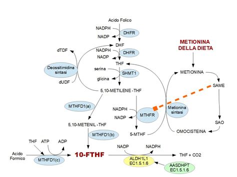Schema del ciclo dell'omocisteina e il ruolo dell'acido folico