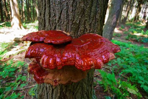 Immagine di un fungo Reishi su un tronco d'albero