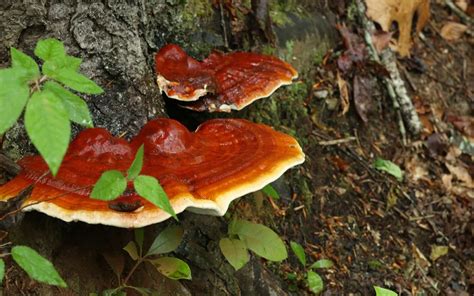 Schema che illustra i principali componenti attivi del Reishi e le loro funzioni