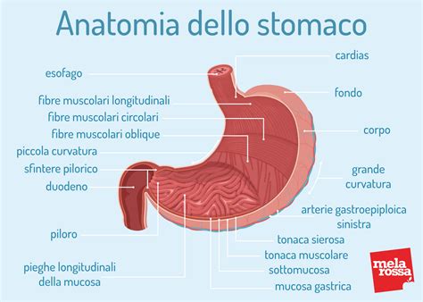 Schema anatomico di stomaco ed esofago