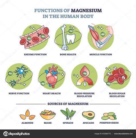 Diagramma delle funzioni del magnesio nel corpo umano