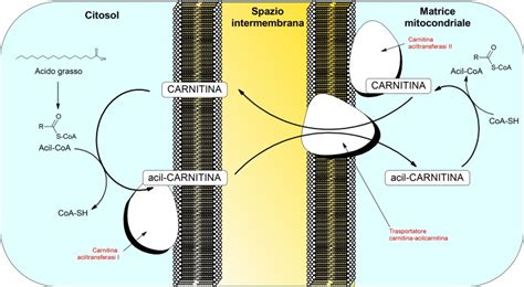 Schema del trasporto degli acidi grassi nella mitocondria con l'aiuto della carnitina