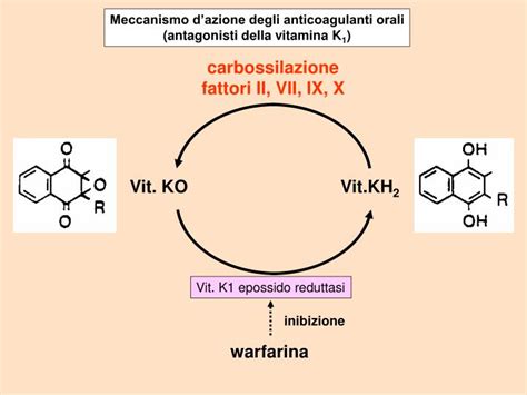 Schema della vitamina K nell'organismo