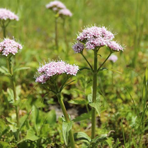 Pianta di Valeriana officinalis