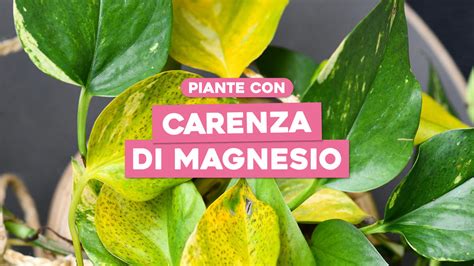 Pianta con carenza di magnesio