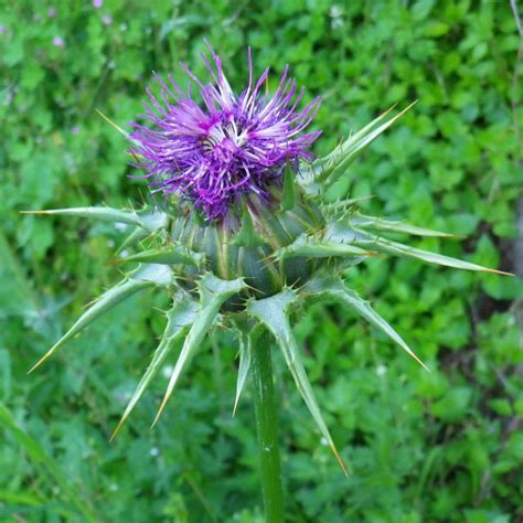 Pianta di cardo mariano con i suoi fiori viola