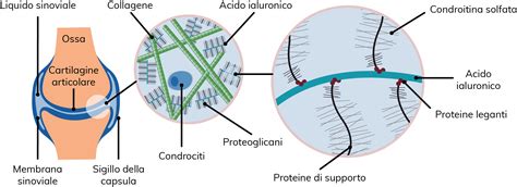 Schema della struttura della cartilagine articolare con glucosamina e condroitina