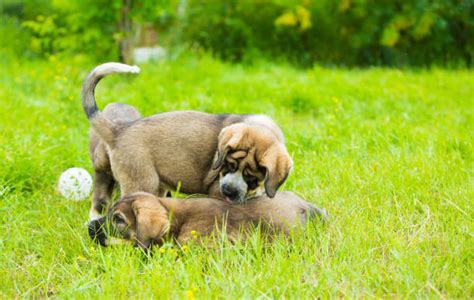Cucciolo di razza grande che gioca