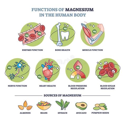 Schema delle funzioni del magnesio nel corpo umano