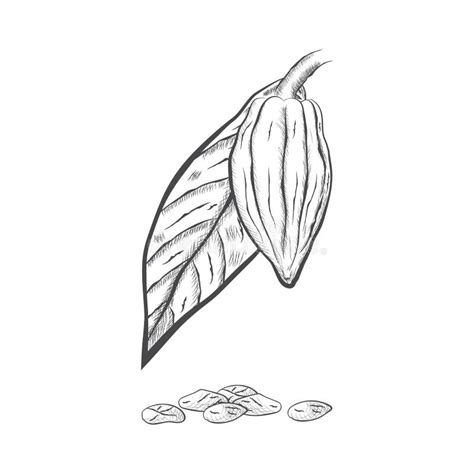 Illustrazione botanica di Orthosiphon, Pilosella e Teobroma cacao