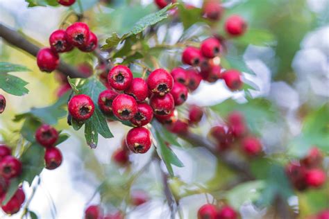 Fiore e frutti del biancospino