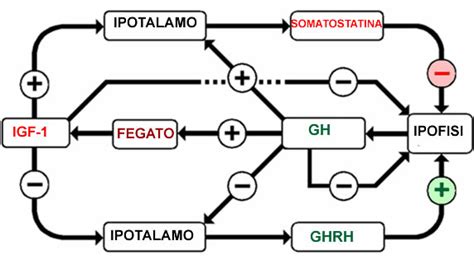 Schema che illustra la produzione di ormone della crescita ricombinante.
