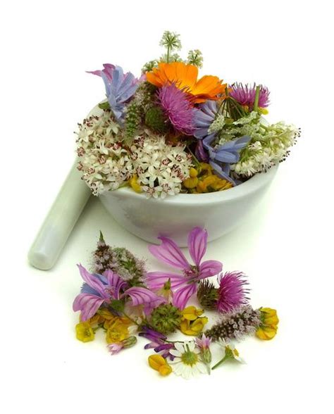 Piante medicinali utilizzate in erboristeria