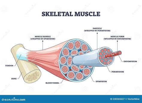 Schema del sistema muscolo-scheletrico con enfasi sui tendini