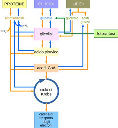 Schema del ciclo di utilizzo dei grassi come energia con la L-Carnitina