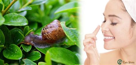 Bava di lumaca e collagene per la pelle