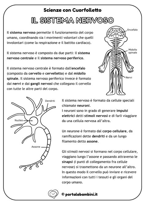 Schema dell'azione del Tiglio Argentato sul sistema nervoso