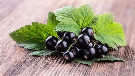 Infografica sulle proprietà del Ribes Nero