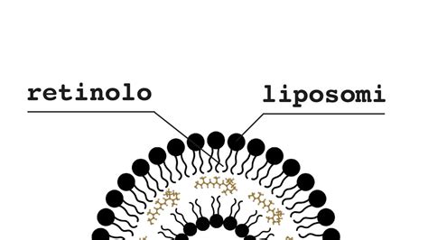 Schema del funzionamento dei liposomi