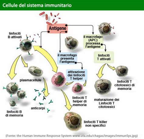 Schema del funzionamento del sistema immunitario con l'azione dei beta-glucani
