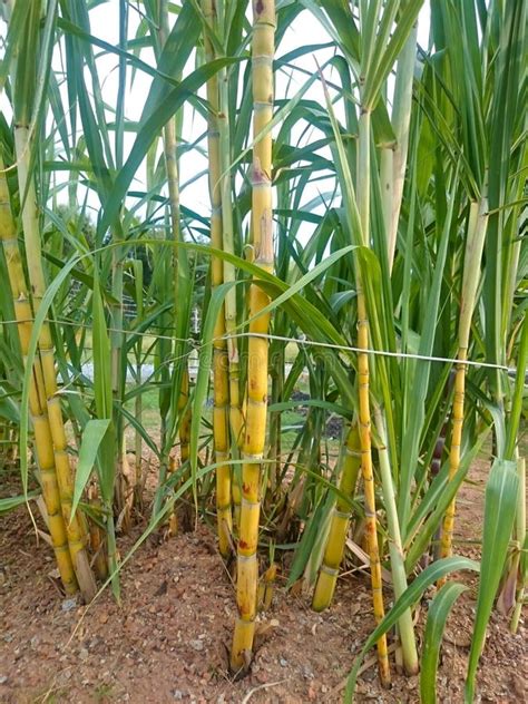 Pianta di canna da zucchero