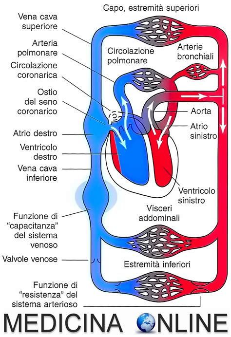 Schema del sistema circolatorio e delle arterie