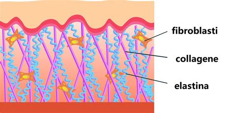 Schema Azione Collagene ed Elastina sulla Pelle