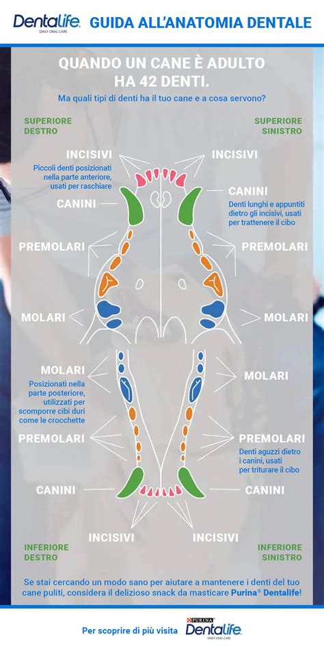 Schema dell'articolazione del cane