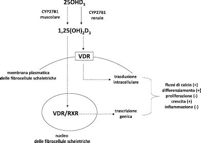 Rappresentazione schematica del ciclo della vitamina D nel corpo umano