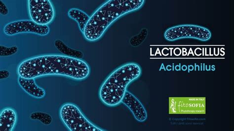 Storia dei probiotici e ricerca sul Lactobacillus Acidophilus