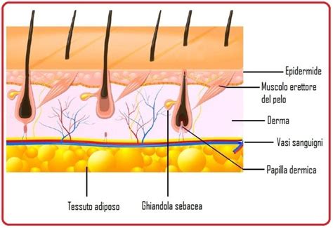 Struttura del capello e cuoio capelluto