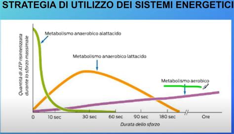 Schema dei tre sistemi energetici muscolari.