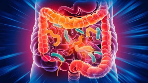 Schema dei benefici dell'inulina per la salute intestinale e metabolica