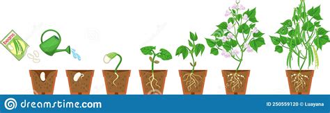 Immagine di una pianta di Rodiola in fiore