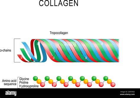 Struttura molecolare del collagene