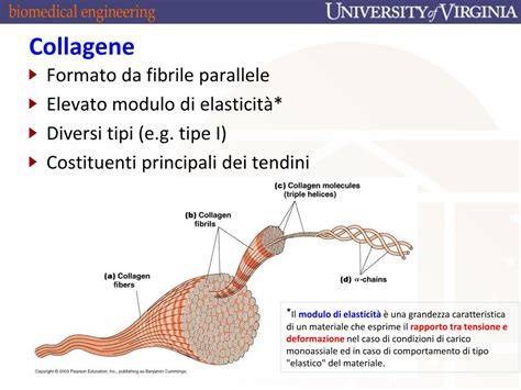 Schema delle diverse tipologie di collagene e loro localizzazione