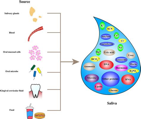 Composizione della saliva