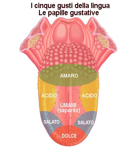 Papille gustative sulla lingua